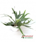 PLATYCERIUM M20
