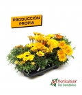 Bandeja de gazania producida en asturias