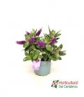 HEBE VERONICA M15