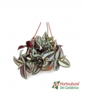 Tradescantia zebrina