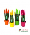 SANSEVIERIA CIL PINT M12 CERAMICA