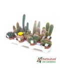 CACTUS M105