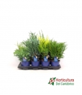 CONIFERAS M 13