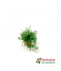 FICUS SUNNY M12