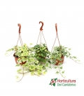 HEDERA T15 PP
