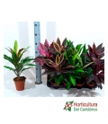 CORDELINE MIX M12