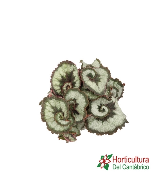 BEGONIA REX M 85