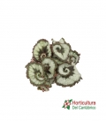 BEGONIA REX M 85
