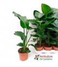 STRELITZIA REGINAE M17