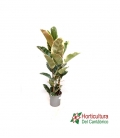FICUS TINEKE C20 0,90