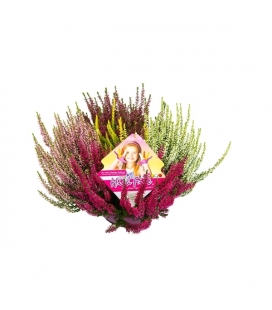CALLUNA BEAUTY M25