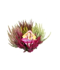 CALLUNA BEAUTY M25