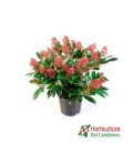 SKIMMIA RUBELLA M17