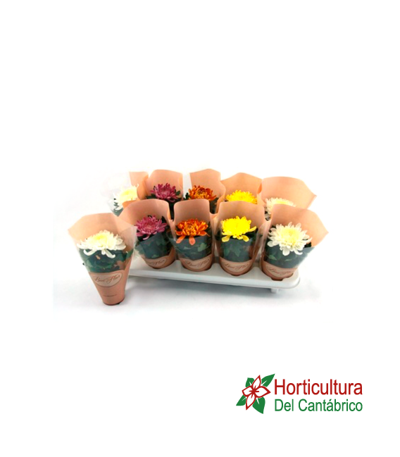 CRISANTEMO POM POM M13