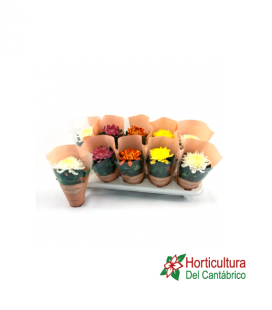 CRISANTEMO POM POM M13
