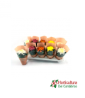 CRISANTEMO POM POM M13