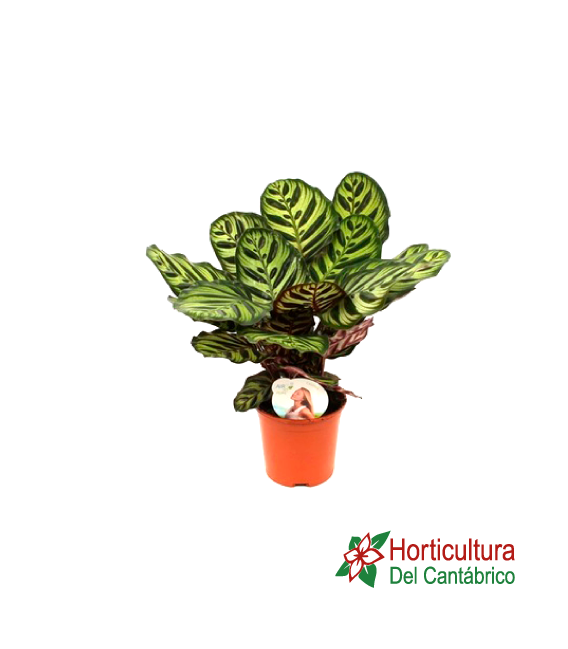 CALATHEA MAKOYANA M14