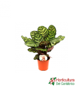 CALATHEA MAKOYANA M14