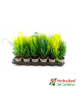 CONIFERA MIX M9