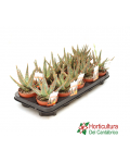 bandejas de aloe zebrina