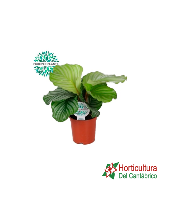 CALATHEA ORBIFOLIA M14