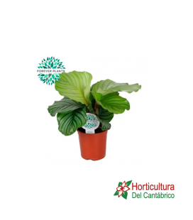CALATHEA ORBIFOLIA M14