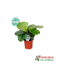 CALATHEA ORBIFOLIA M14