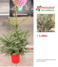 PICEA OMORICA 1.25 CM