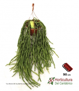 RHIPSALIS PARADOXA M21