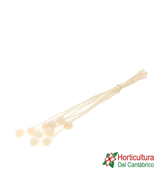 CRASPEDIA 10PC WHITE