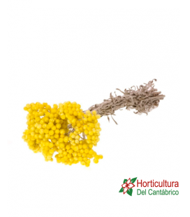 IMMORTELLE NATURAL YELLOW