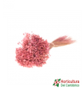MARCELA SB PINK