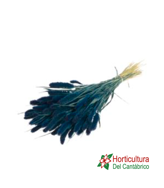 SETAREA DARK BLUE