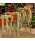 CACTUS COLA DE MONO T20