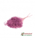 BROOM BLOOM PRESERVADO