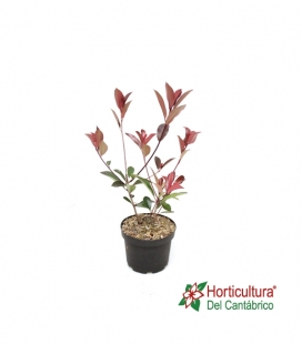 PHOTINIA LITTLE RED ROBIN 2,5L