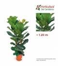 FICUS LYRATA M22 (1,20m)