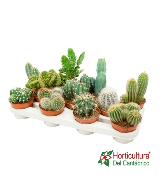 CACTUS M105