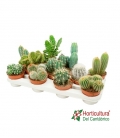 CACTUS M105