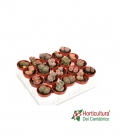 LITHOPS M5