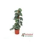 SCINDAPSUS PICTUS TUTOR M19