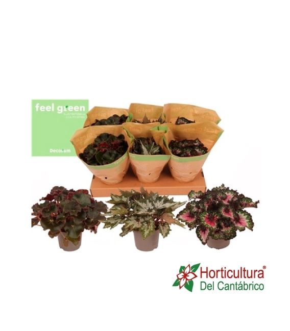 Bandeja begonia especial