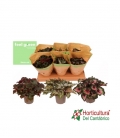 BEGONIA ESPECIAL M12