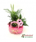 composicion con planta