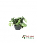 SCINDAPSUS PICTUS ARGYRAEUS M12