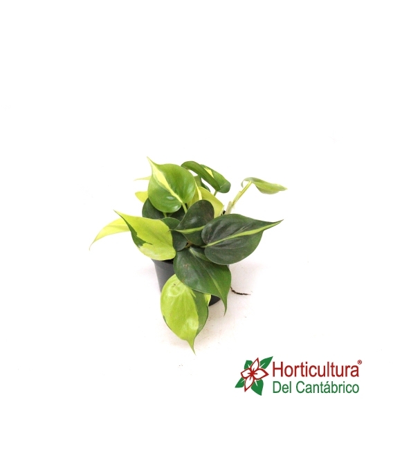 PHILODENDRON BRASIL M12