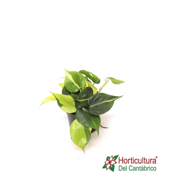 PHILODENDRON BRASIL M12