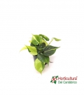 PHILODENDRON BRASIL M12