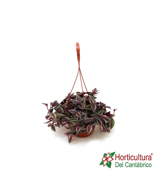 Tradescantia zebrina