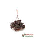 Tradescantia zebrina